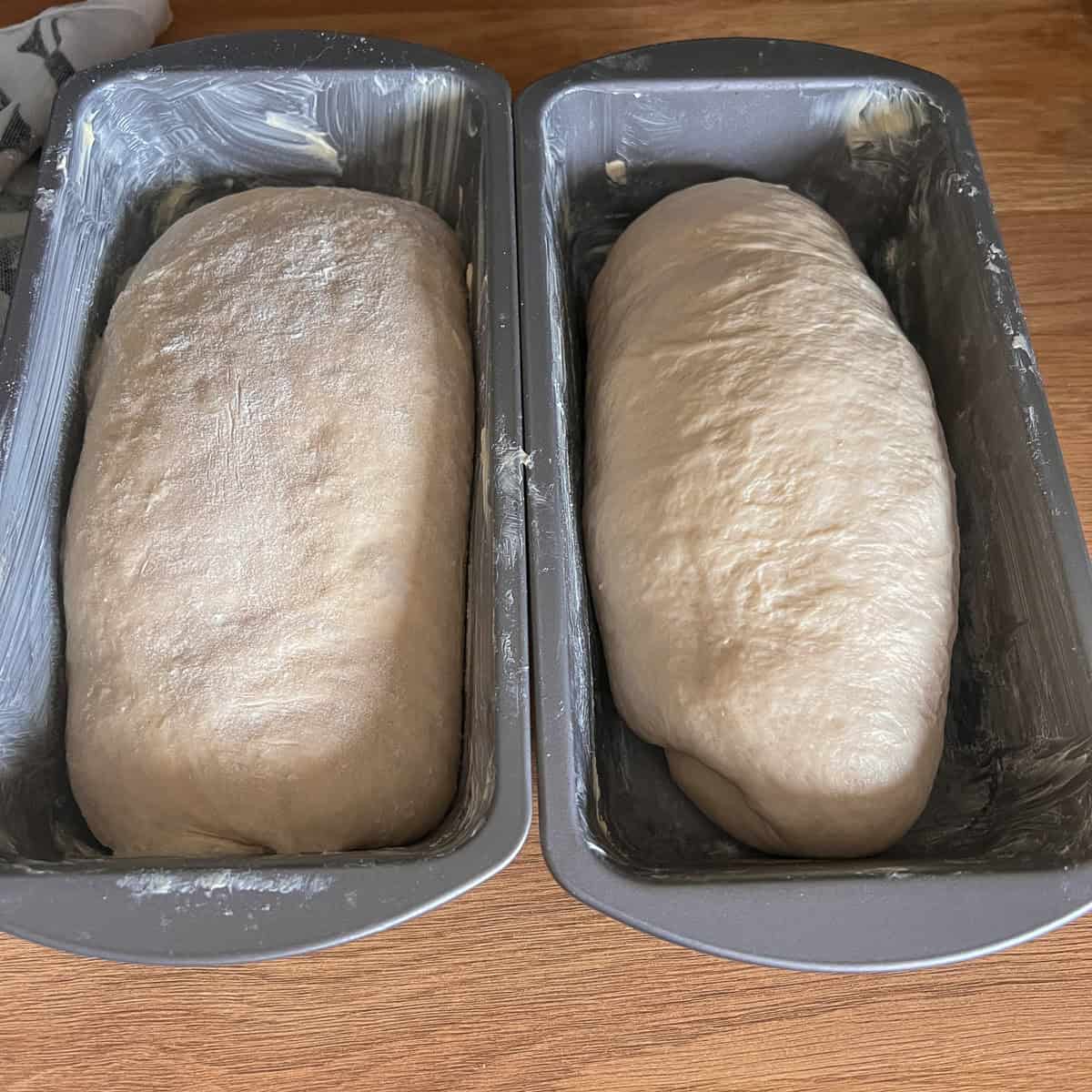 Two loaves of bread which have been shaped and ready to prove.