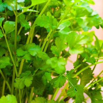 Coriander growing in a pot outside.