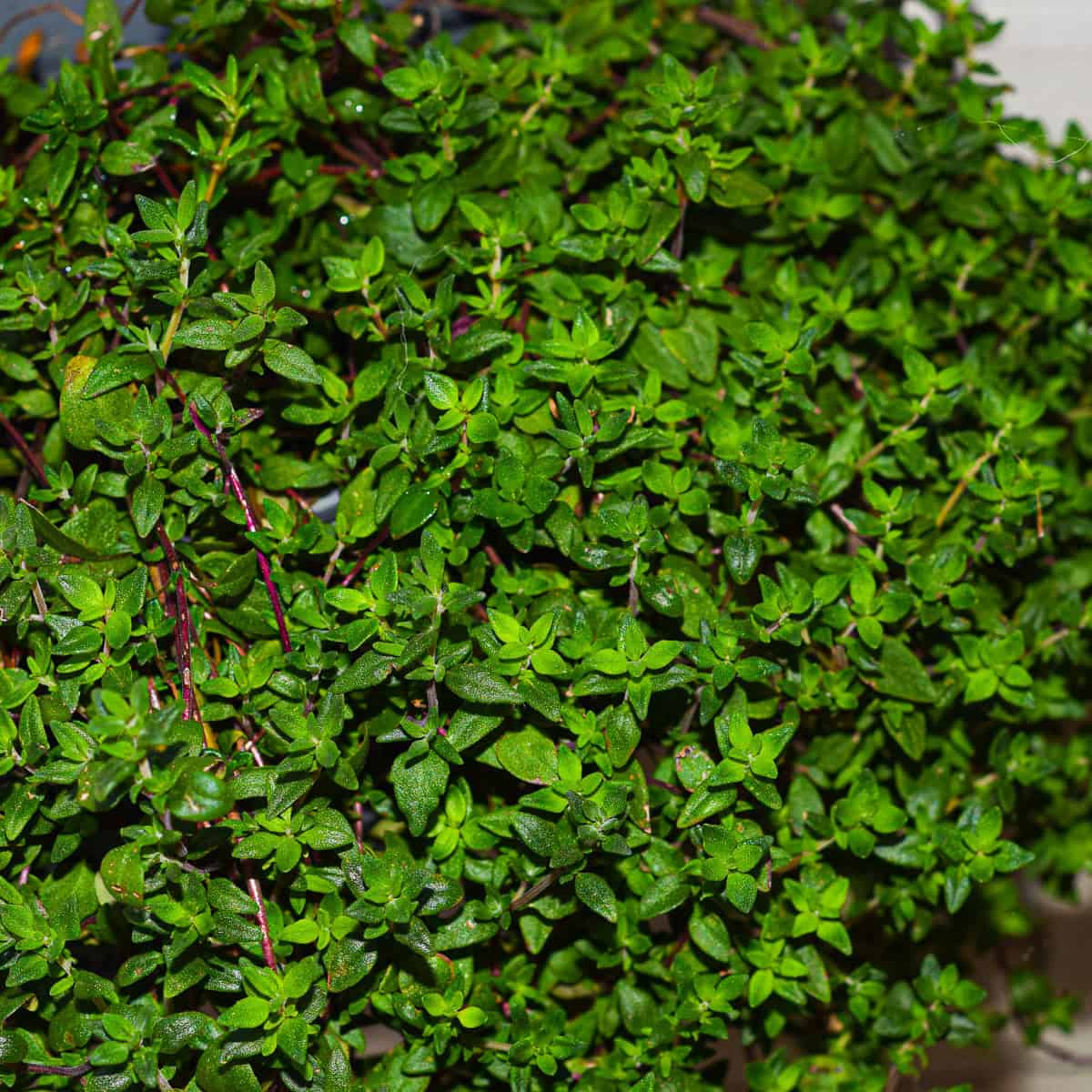 Close up shot of Thyme herb.