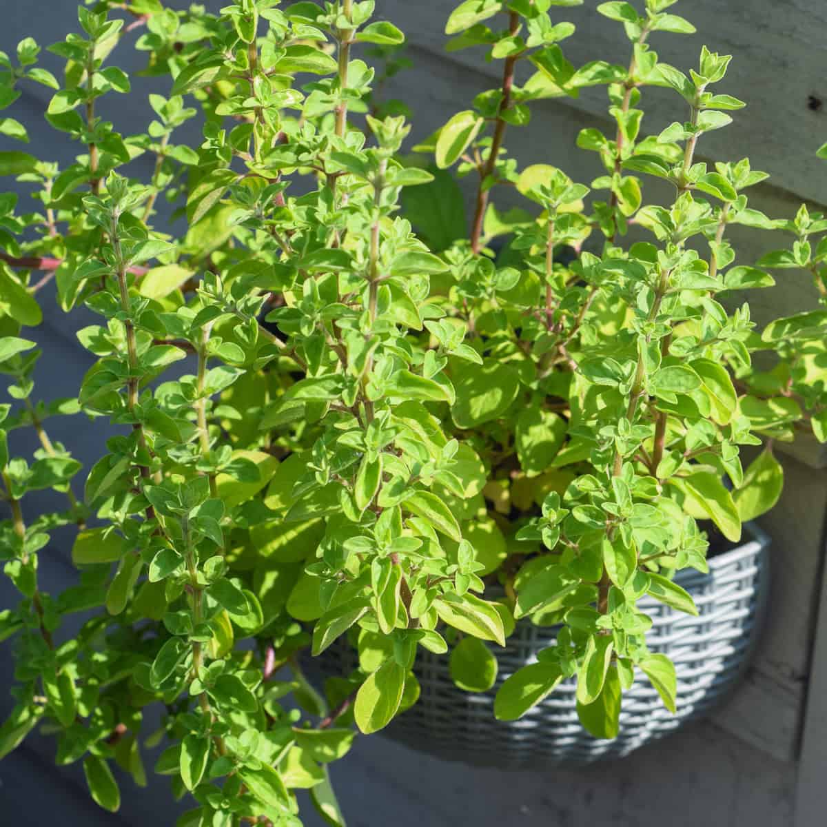 Oregano growing outside in a wall mounted pot.