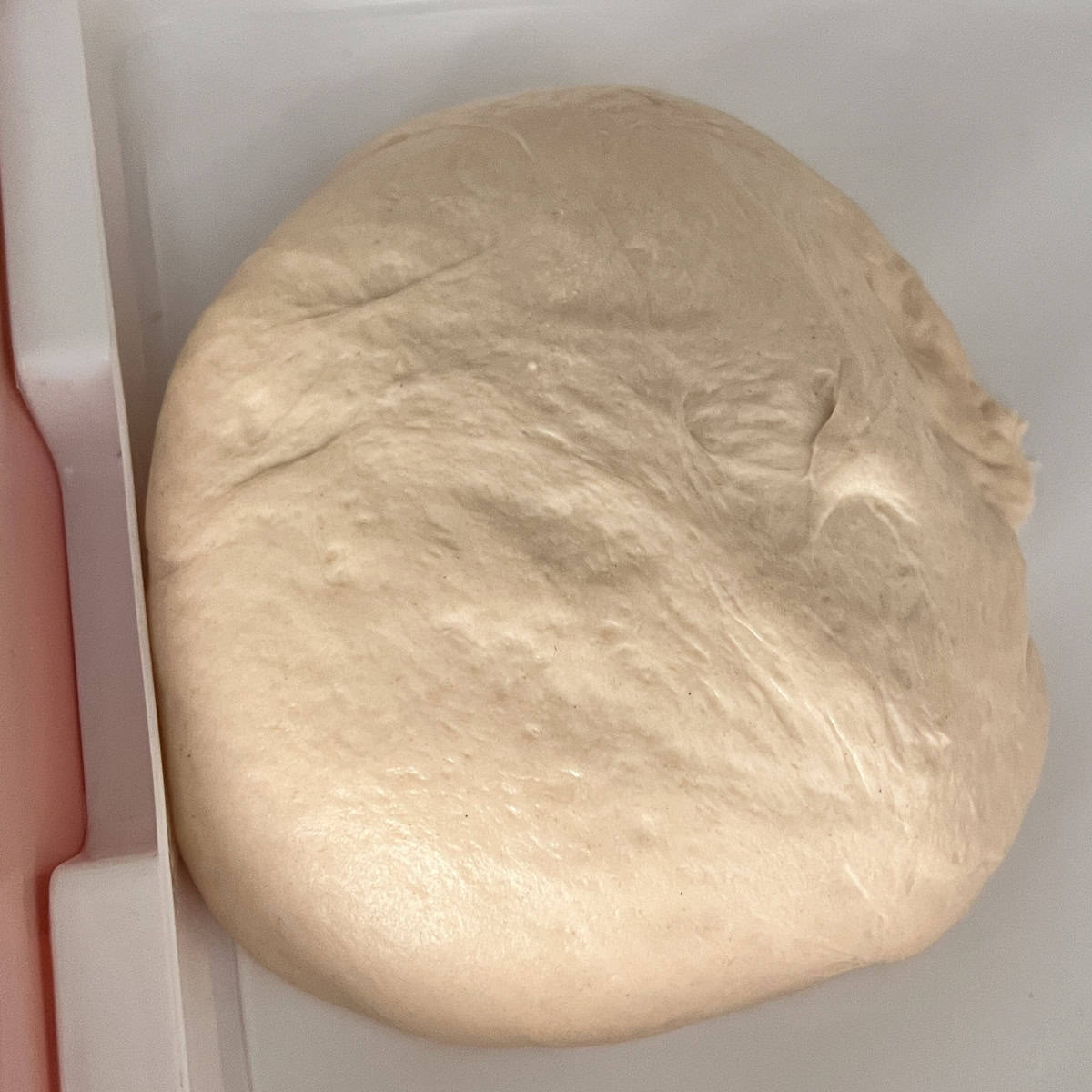 Pizza dough proving in plastic tray.