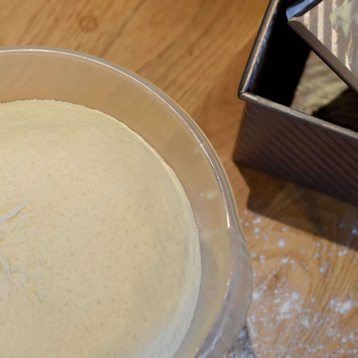Dough risen ready for shaping.